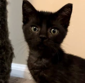 a black cat sitting on a box 