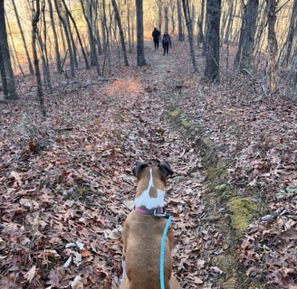 a dog sitting on a leafy trail in the woods waiting on her companions