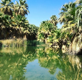 Palm Springs, CA - Thousand Palms Oasis is a desert oasis, created by water seeping up from below
