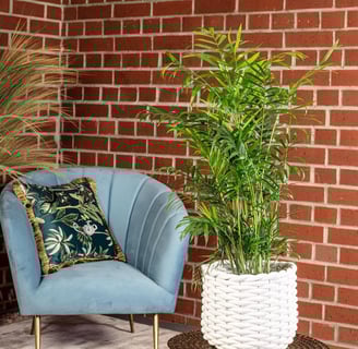  Palmera de salón, auténtica planta de interior, Chamaedorea elegans, altura aproximada de 70 cm, di