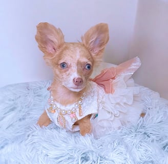 Lilac Merle Chihuahua Puppy For Sale - Long Haired Merle Chihuahua Puppy For Sale - Petite Pups
