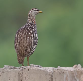 Double spurred Francolin