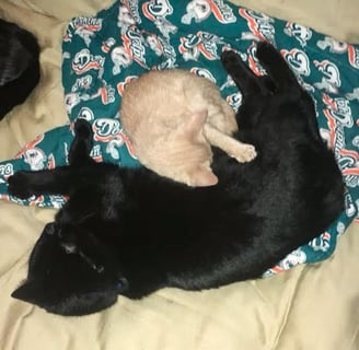 two cats sleeping on a blanket 