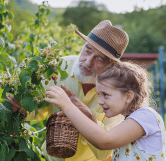 Old man and girl picking raspberries