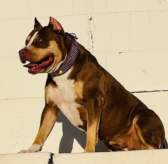 TKK ATHENA AMERICAN BULLY