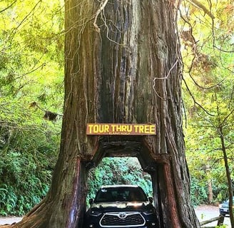CA Coast - Drive thru a Redwood tree at Klamath Tour Thru Tree