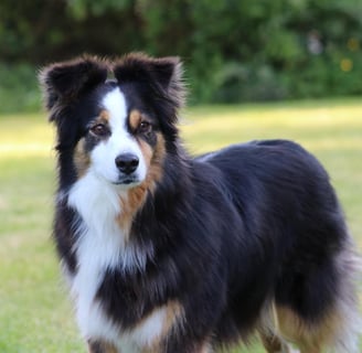 Chien
