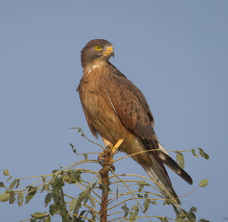 Grasshopper Buzzard