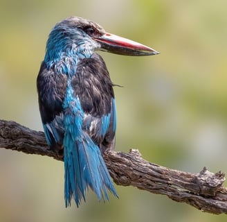 Blue-breasted kingfisher