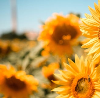 U-Pick Sunflower Field