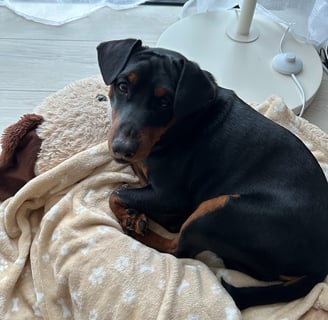 Pinscher