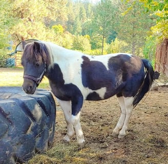 Leavenworth, WA - A miniature pony at the Leavenworth Reindeer Farm
