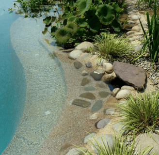 the edges of a naturally filtered swimming pool