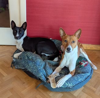dog walking, dog sitting, vétérinaire, toiletteur, bruxelles