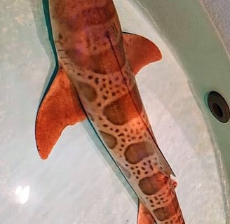 CA Coast - Petting an orange shark at Ocean World in Crescent City