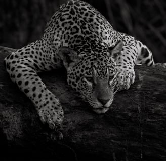 a leopard laying on a log log in the woods