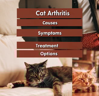 Understanding Cat Arthritis: Causes, Symptoms, and Treatment