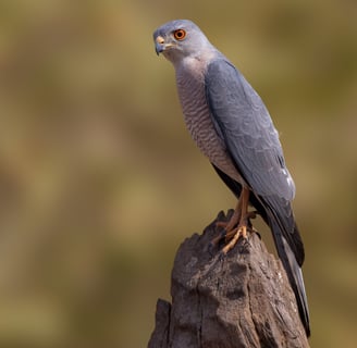Shikra