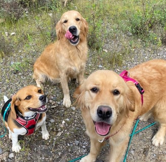 chiens en balade pension chez nanette