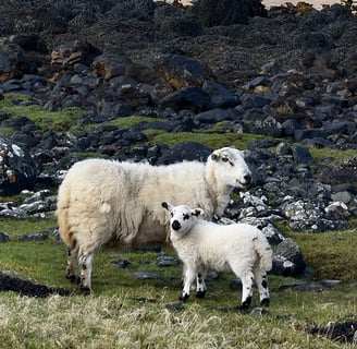 Maman et bébé mouton sur le bord de la route