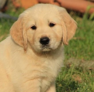 chiot golden retriever à l'école du chiot chez nanette près d'alès