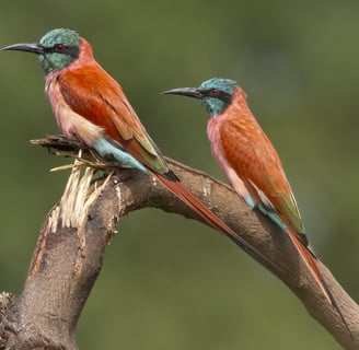 Foto van een Carmine Bee-eater, een prachtige vogel met een helder karmijnrood verenkleed, bekend om