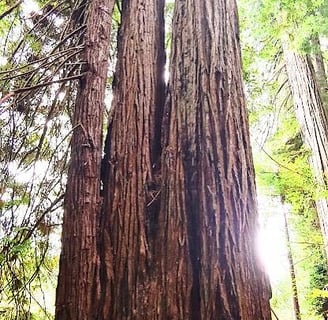 CA Coast - 4 trees growing from 1 root system in Jedediah Smith Redwood Park