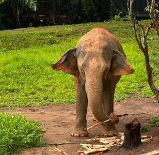 An Asian elephant eating sugar cane