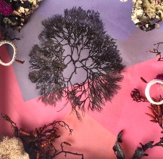 a drawing of seaweed surrounded by real seaweed and shells on a purple and pink background