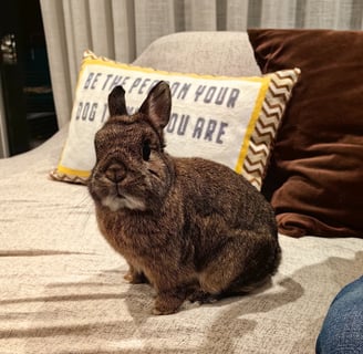 Photo of Joey, a Netherland Dwarf rabbit