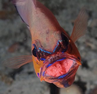 frontal view of a brooding cardinal fish, with eggs on its mouth
