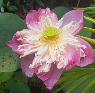 Lotusblume als Symbol für spirituelles Erwachen und Heilung