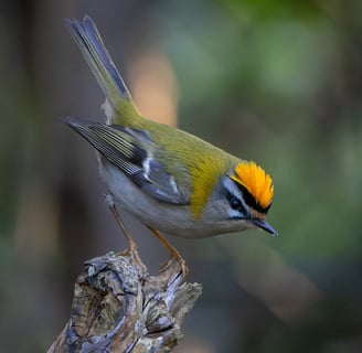 A displaying male Common Firecrest in Regent's Park.