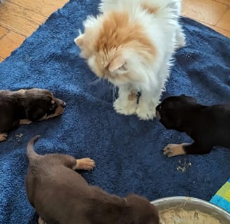 Chiot Working Kelpie et Chat Persan
