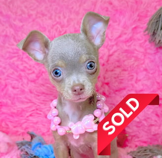 Lilac chihuahua puppy for sale - lilac chihuahua puppies for sale - Petite Pups