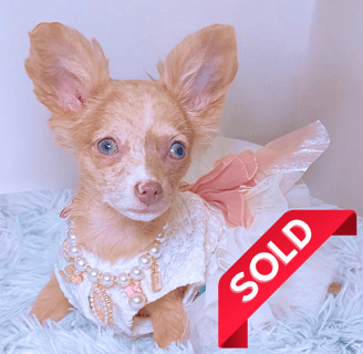 Merle long haired chihuahua puppy for sale 