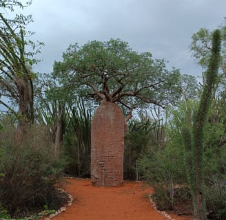 Baobab a Ifaty, Madagascar