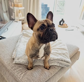 Bouledogue français