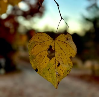 A yellow left with a small hole in the center, symbolizing beauty in imperfection and quiet change.