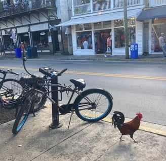 Coq de Key West, Floride