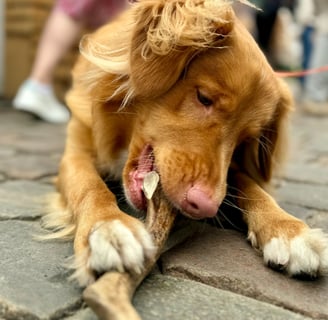 Dog chewing deer antler dog chew