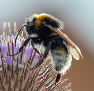 Close-up of a bee collecting nectar from a purple flower