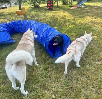 chien, tunnel, husky
