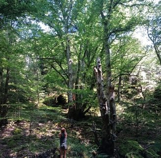 Vue d'une magnifique forêt avec Hêtre au centre et jeune femme le regardant.