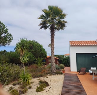a palm tree in the foreground of a house