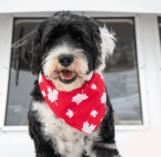 como viajar com cachorro e gato para o Canadá
