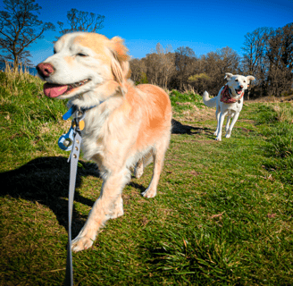 Winnie and Skye enjoying a sunny dog walk in Edinburgh