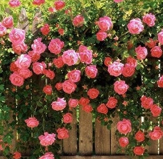 Roseira