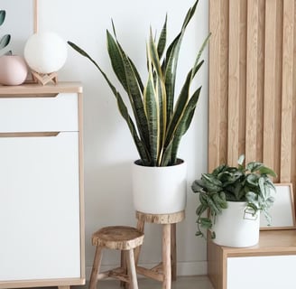 Commode blanche et bois avec une plante dans un pot et revêtement mural fait en lattes de bois