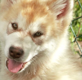 cucciolo rosso bianco di 3 mesi di alaskan malamute